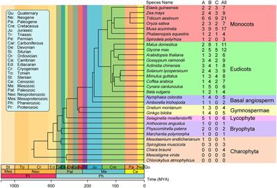 Origin, Expansion, and Divergence of ETHYLENE-INSENSITIVE 3 (EIN3)/EIN3-LIKE Transcription Factors During Streptophytes Evolution